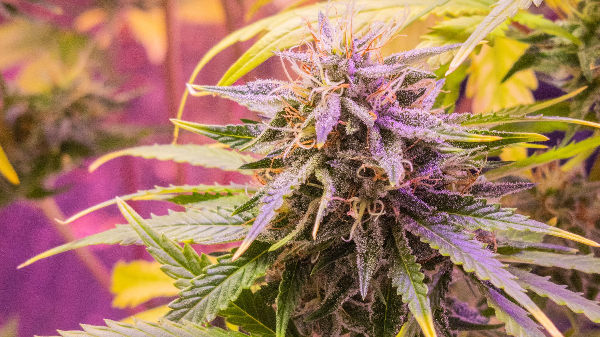 Cannabis-Blüte unter Growlight