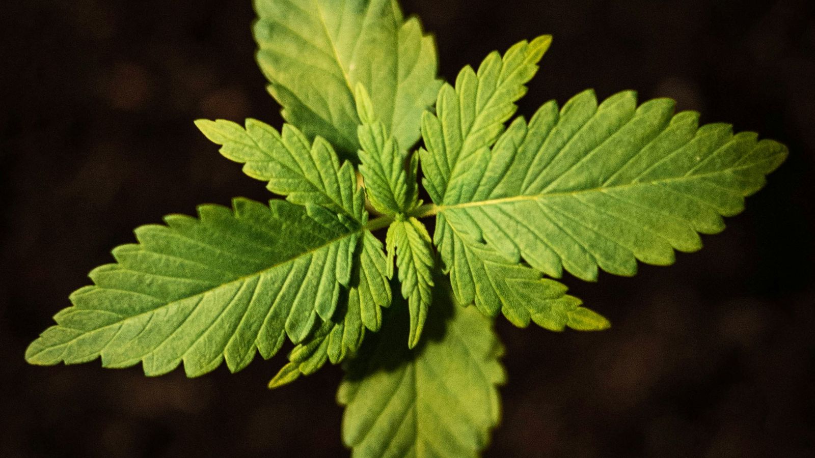 Cannabis-Sämling von oben in dunkler Erde