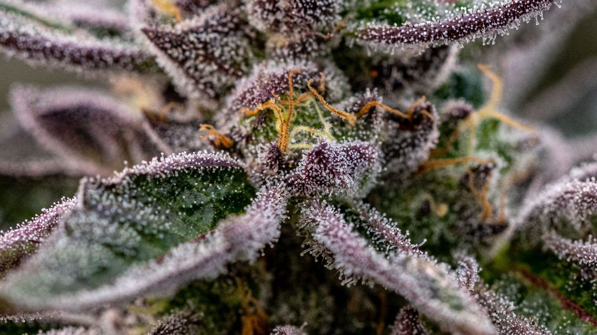 Frostige Cannabis-Blüte mit reifen Trichomen