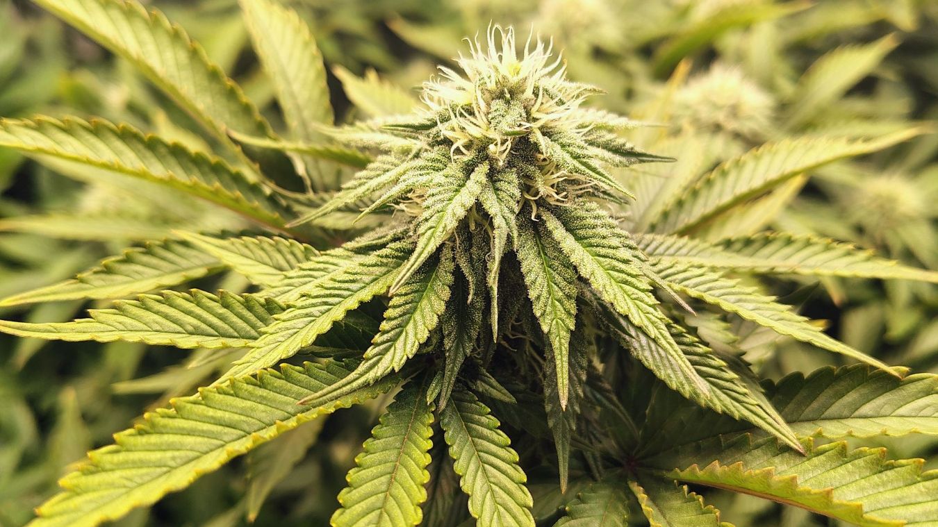 Helle Blattspitzen einer Cannabispflanze