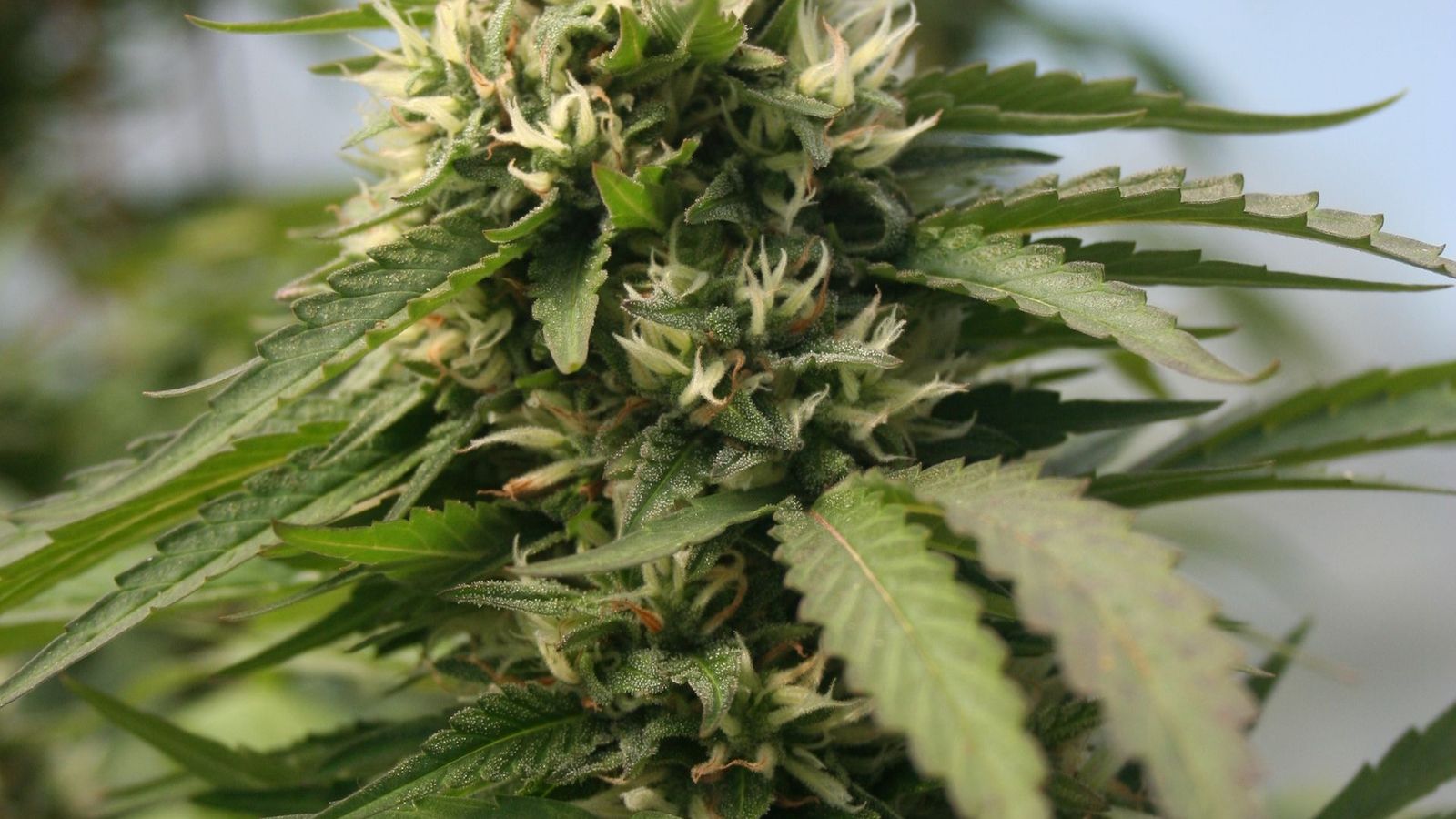 Cannabispflanze im Freien