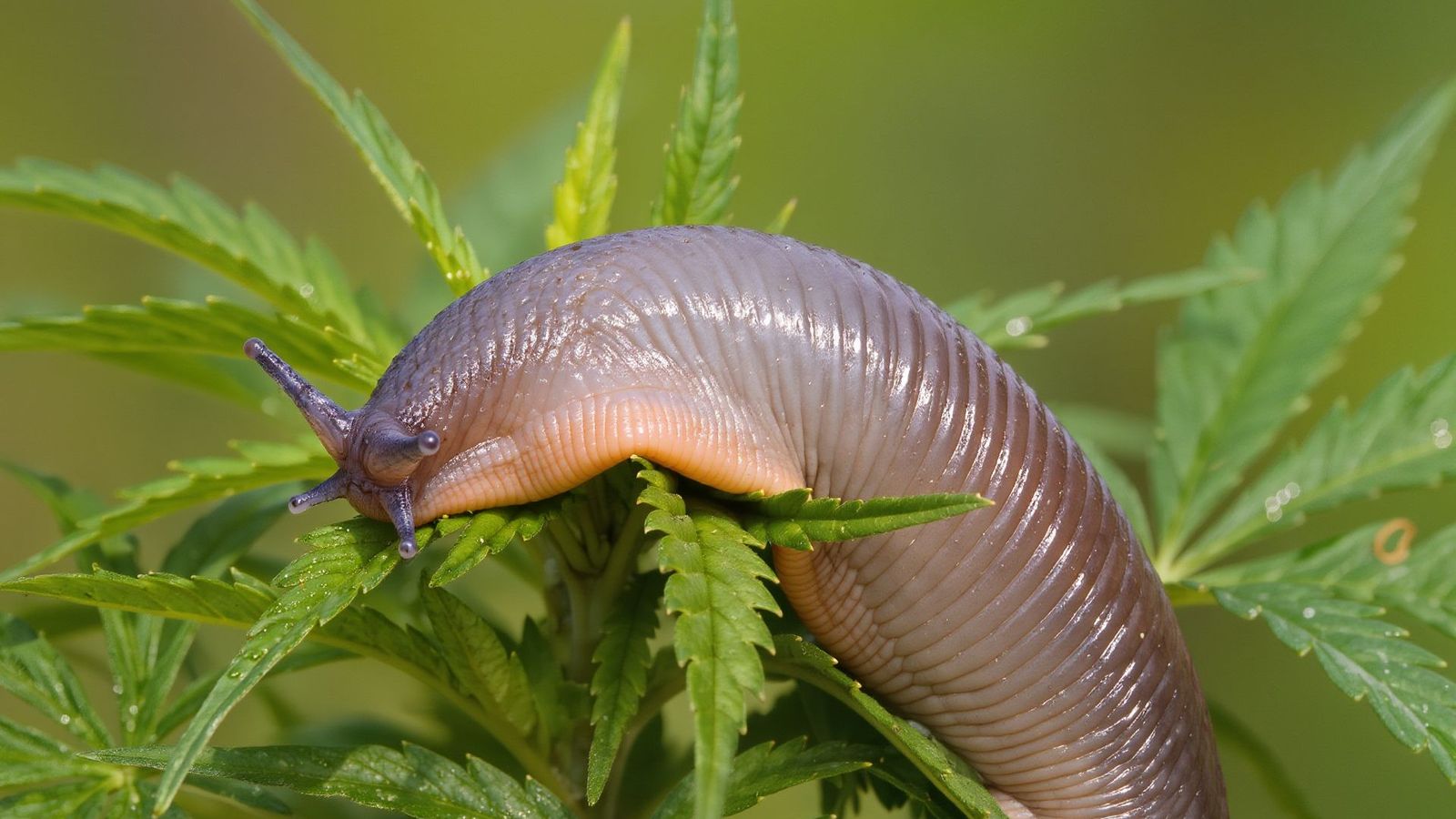 Nacktschnecke auf einem Cannabisblatt