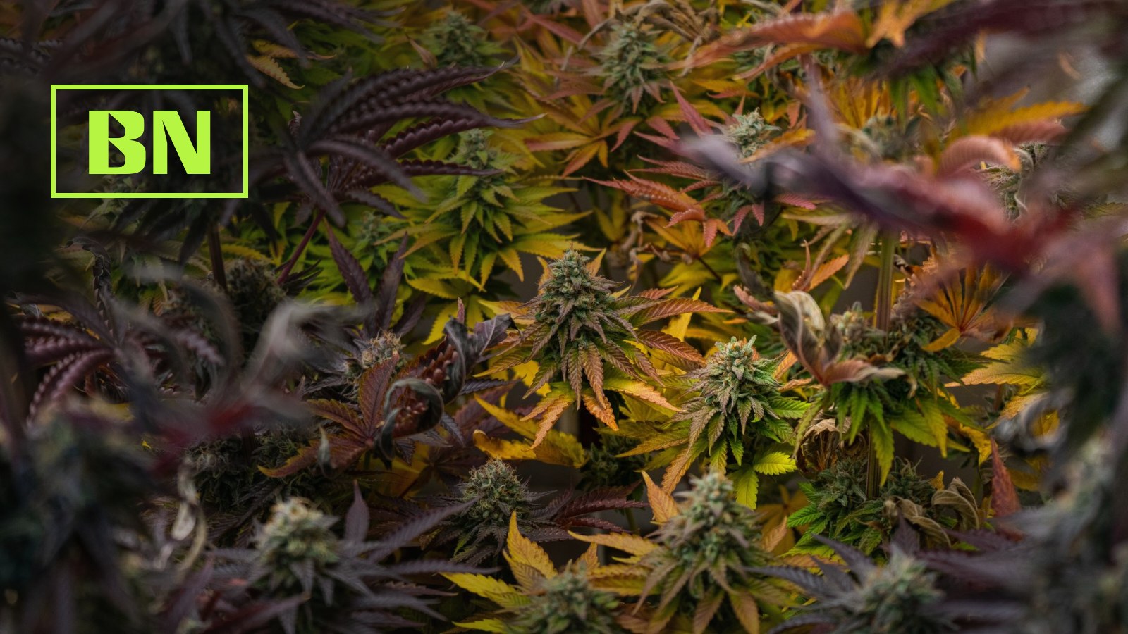 Dicht gewachsene Cannabispflanzen mit reifen Blüten in Grün-, Gelb- und Violetttönen in einem Anbauraum